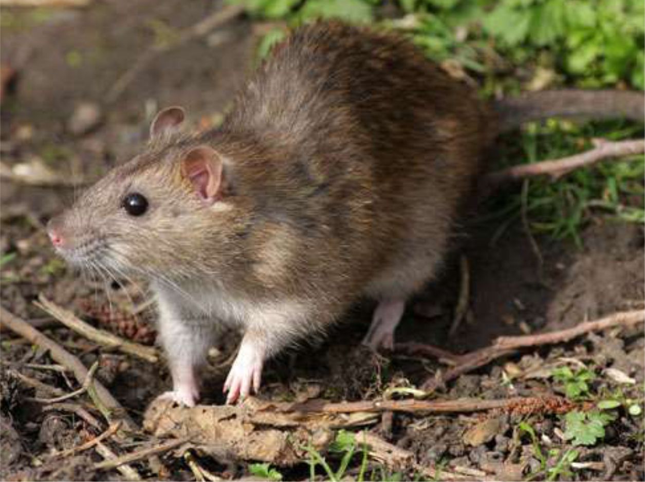 Controle de Ratos, Ratazanas e Camundongos em São Paulo